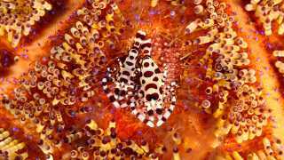 Shrimps evade the poisonous quills of a fire urchin off the island of Bali
