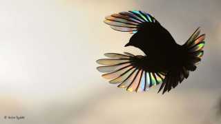 Light glowing through a bird's wings as the body forms a silhouette