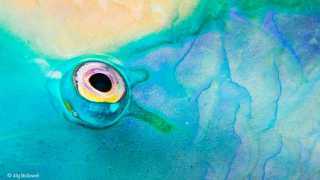 Upside down eye of a parrotfish in blue and yellow