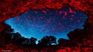 Bats fly out of a cave in Texas in search of insects to feed on