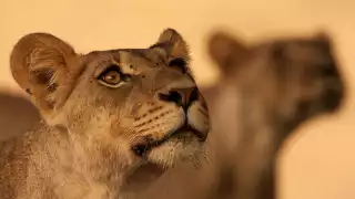 A pair of female lions tracking the scent of males