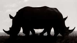 The silhouette of two White rhinoceroses blending to create the illusion of one
