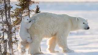 A baby polar bear holding onto its mother