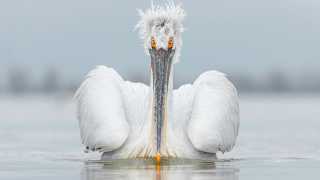 A dalmatian pelican stares directly at the camera in Greece