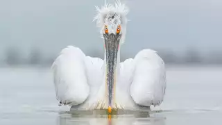 A dalmatian pelican stares directly at the camera in Greece