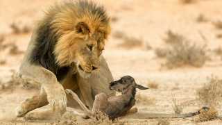 A baby wildebeest being killed by a male lion