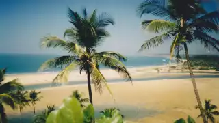 Palms and the beach in Goa, India