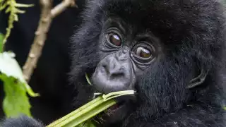 Baby gorilla in Rwanda