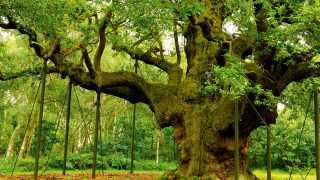 Major Oak, the oldest tree in Sherwood Forest