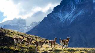 Guanacos in the hill regions of Chilean Patagonia