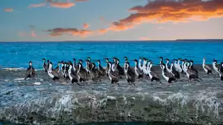 Blue-eyed comorant at sunset, Valdes Peninsula, Patagonia, Argentina