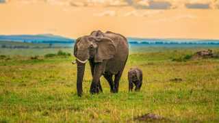 Elephants in a Kenyan game reserve