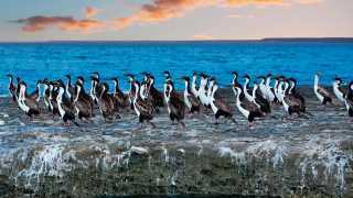Cormorant colony in Chilean Patagonia
