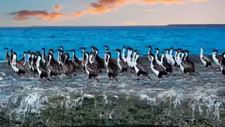 Cormorant colony in Chilean Patagonia