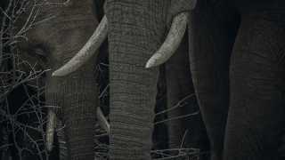 Trunks and tusks of elephants in Kruger National Park, South Africa