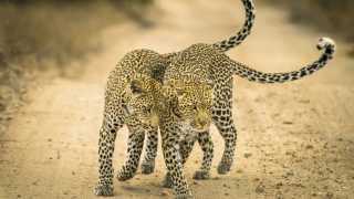 A leopard and her cub in Timbayati Game Reserve, South Africa