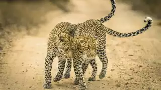 A leopard and her cub in Timbayati Game Reserve, South Africa