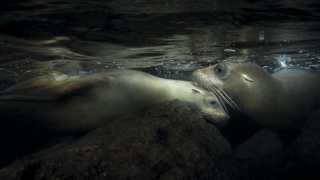California sea lions under the water in the Galapagos Islands, Ecuador