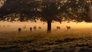 Roe deer in the morning misty at Richmond Park, west London