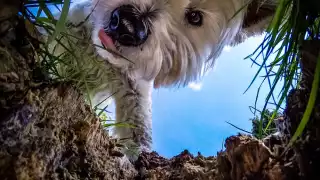 A dog looking into a whole in the earth