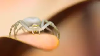 Super close-up of a spider, winner of #WexMondays photo prize 2016