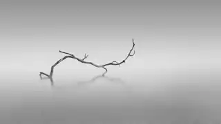 Surreal twisted branch lying on the sand of a beach near Plymouth, England