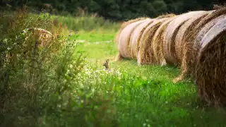 A rabbit among haybales in Tyneside, England