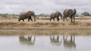 Elephants in the wild, Tanzania