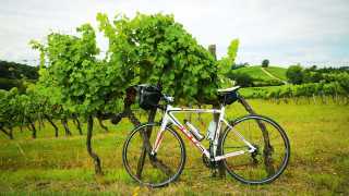 Bike parked in a vineyard, Bordeaux, France