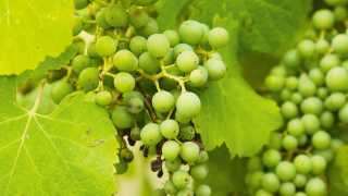 Grapes in a Bordeaux vineyard
