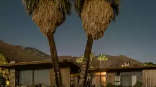 Palms outside Edris House, Palm Springs