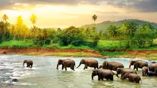 Elephants in Sri Lanka