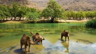 Camels in Wadi Darbat, southern Oman