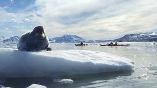 Walrus in Norway's Arctic archipelago