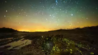 Bioluminescence in La Rocque harbour, Jersey, UK