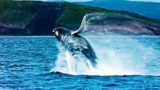 Breaching whale in Newfoundland and Labrador, Canada