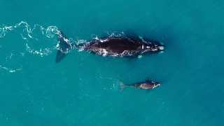 Whale and child in Western Australia from Drone Photography Masterclass