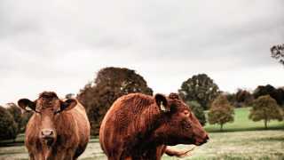 Cows at Daylesford, the Cotswolds