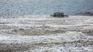 A murmuration of starlings in Brighton
