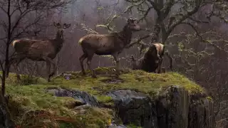 Deer in Alladale, Scotland