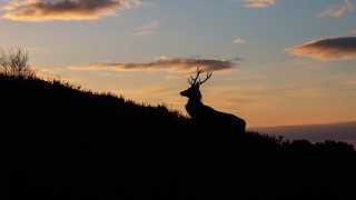 Stag at sunset in Alladale, Scotland