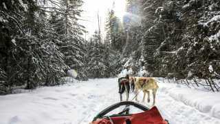 Dog-sledding in Alberta, Canada