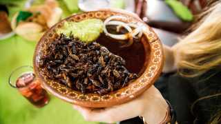 Eating insects on a new food tour of Mexico