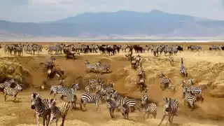 A herd of wild zebra in Tanzania's Ngorongoro Crater