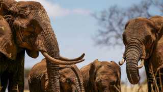 Elephants at Nimali Safari Lodge in Tanzania's Ngorongoro Crater