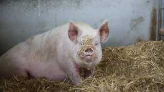 A pig at Pointer Farm, Ludgershall