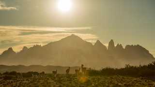 Guanacos at sunset in Chilean Patagonia