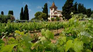 Vineyard and chateau in Catalonia