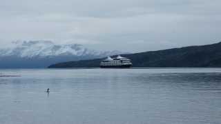 A cormorant surfacing in front of the Ventus Australis cruise ship