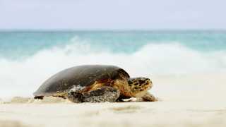 Giant turtle in Fregate Island Private, Seychelles